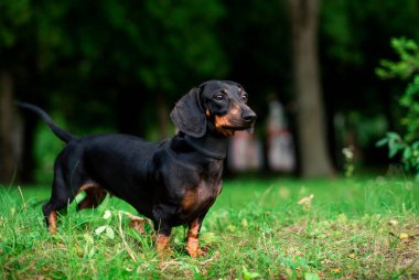 Bir kara cüce dachshund köpeği bulanık yeşil çimen ve ağaçların arka planında duruyor. Güzel bir köpeğin boynunda bir tasma vardır. Başka tarafa bakıyor. Fotoğraf bulanıklaştı. Yüksek kalite fotoğraf