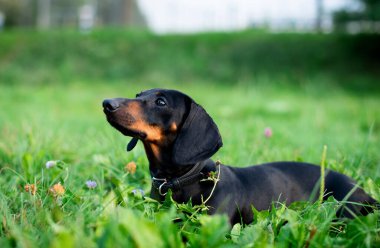 Siyah cüce bir dachshund köpeği başka yere bakar. Bulanık yeşil çimenlerin arka planına karşı başını kaldırmış bir köpek. Fotoğraf bulanıklaştı. Yüksek kalite fotoğraf