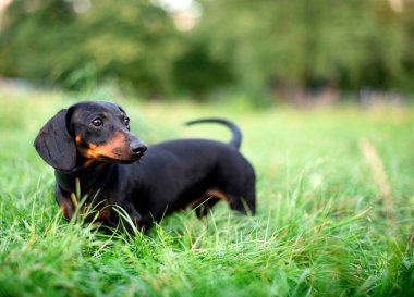 Bir kara cüce dachshund köpeği bulanık yeşil çimen ve ağaçların arka planında duruyor. Güzel bir köpeğin boynunda bir tasma vardır. Başka tarafa bakıyor. Fotoğraf bulanıklaştı. Yüksek kalite fotoğraf
