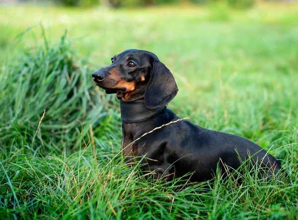 Siyah cüce bir dachshund köpeği başka yere bakar. Bulanık yeşil çimen ve ağaçların arka planına karşı başını kaldırmış bir köpek oturur. Fotoğraf bulanıklaştı. Yüksek kalite fotoğraf
