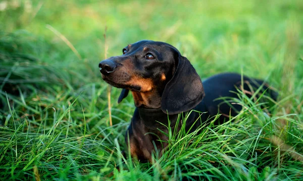 Siyah cüce bir dachshund köpeği başka yere bakar. Bulanık yeşil çimenlerin arka planına karşı başını kaldırmış bir köpek. Fotoğraf bulanıklaştı. Yüksek kalite fotoğraf