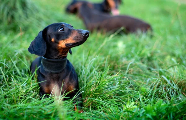 Siyah cüce bir dachshund köpeği başka yere bakar. Köpek, bulanık yeşil çimen ve başka bir dachshund 'un arka planında duruyor. Fotoğraf bulanıklaştı. Yüksek kalite fotoğraf