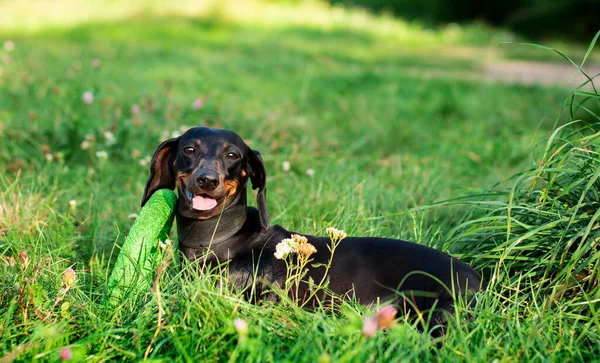 Perro Raza Enana Dachshund Color Negro Perro Encuentra Fondo Hierba — Foto de Stock