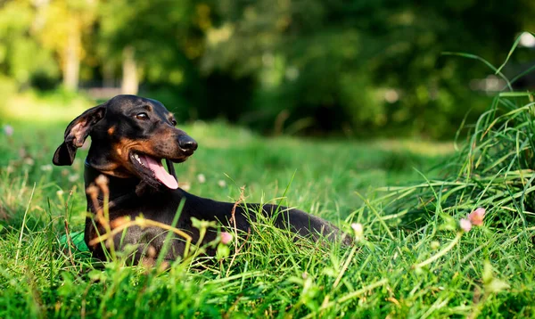 一只黑色的矮小猎犬站在模糊的绿草和树木的背景上 一只漂亮的狗脖子上有个领子 她把目光移开了这张照片模糊不清 高质量的照片 — 图库照片