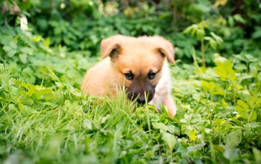 Küçük sarı bir köpek yavrusu bulanık çalıların arka planında, yeşil çimenlerde uzanıyor. O bir aylık. Köpek çok sevimli. Fotoğraf bulanıklaştı. Yüksek kalite fotoğraf