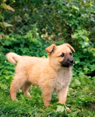 Bahçede küçük sarı bir köpek bulanık yeşil çimen ve ağaçların arka planına karşı duruyor. Köpek başka tarafa bakıyor. Fotoğraf bulanıklaştı. Yüksek kalite fotoğraf