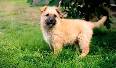Bahçede küçük sarı bir köpek bulanık yeşil çimen ve ağaçların arka planına karşı duruyor. Köpek başka tarafa bakıyor. Fotoğraf bulanıklaştı. Yüksek kalite fotoğraf