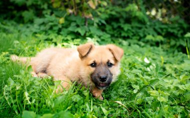 Küçük sarı bir köpek yavrusu bulanık çalıların arka planında, yeşil çimenlerde uzanıyor. O bir aylık. Köpek çok sevimli. Fotoğraf bulanıklaştı. Yüksek kalite fotoğraf