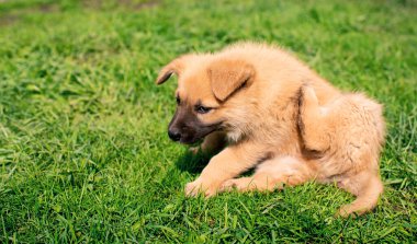 Bahçede küçük sarı bir köpek, bulanık yeşil çimlerin arka planında oturuyor. Köpek pirelerden sıyrılıp başını çevirir. Fotoğraf bulanıklaştı. Yüksek kalite fotoğraf