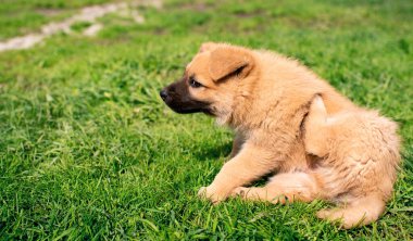 Bahçede küçük sarı bir köpek, bulanık yeşil çimlerin arka planında oturuyor. Köpek pirelerden sıyrılıp başını çevirir. Fotoğraf bulanıklaştı. Yüksek kalite fotoğraf