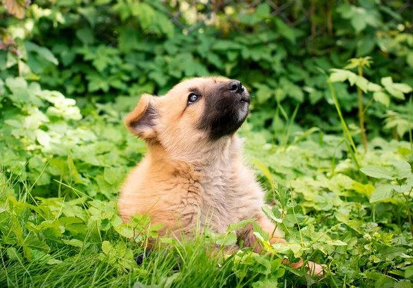 Маленький Жёлтый Щенок Лежит Зелёной Траве Фоне Размытых Кустов Собака — стоковое фото