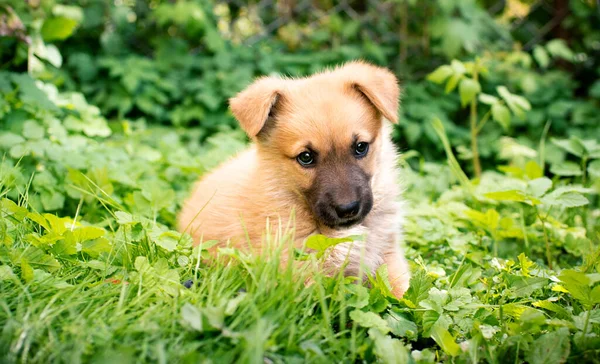 一只黄色的小狗躺在绿草中 背景是模糊的灌木丛 他才一个月大 这只狗很可爱 这张照片模糊不清 高质量的照片 — 图库照片