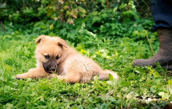 Een Kleine Gele Hond Ligt Tuin Een Achtergrond Van Wazig — Stockfoto