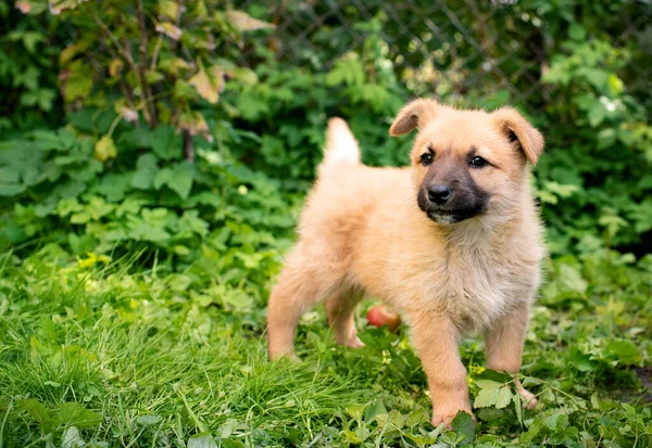 Piccolo Cane Giallo Piedi Nel Cortile Uno Sfondo Erba Verde — Foto Stock