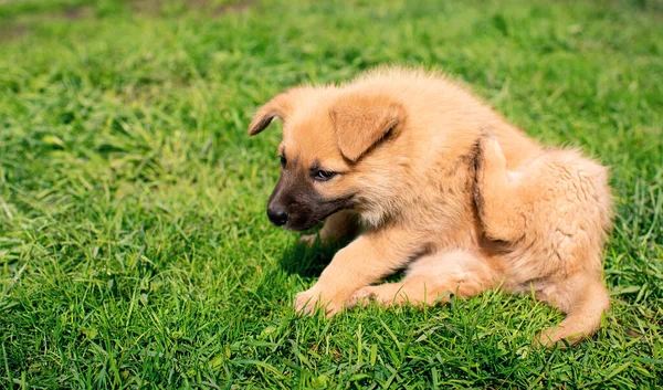 A small yellow dog is sitting in the yard on a background of blurred green grass. The dog scratches from fleas and looks away. The photo is blurred. High quality photo