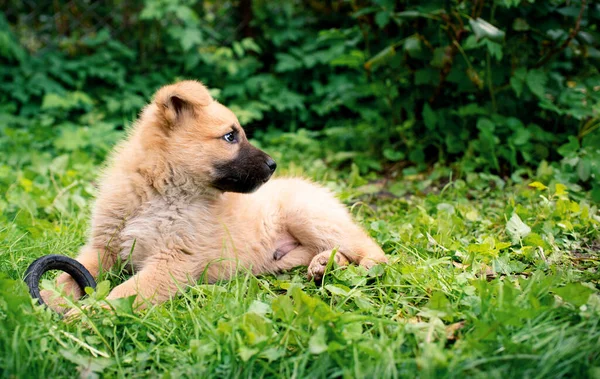 一只黄色的小狗躺在绿草中 背景是模糊的灌木丛 他才一个月大 这只狗很可爱 用爪子托着一个玩具 他把目光移开了高质量的照片 — 图库照片