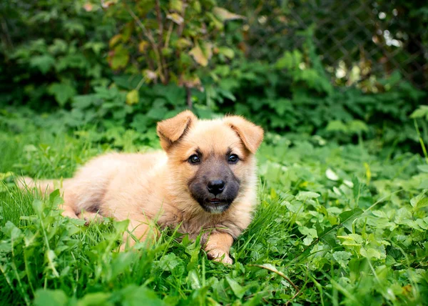 Pequeno Filhote Cachorro Amarelo Fica Grama Verde Fundo Arbustos Borrados — Fotografia de Stock