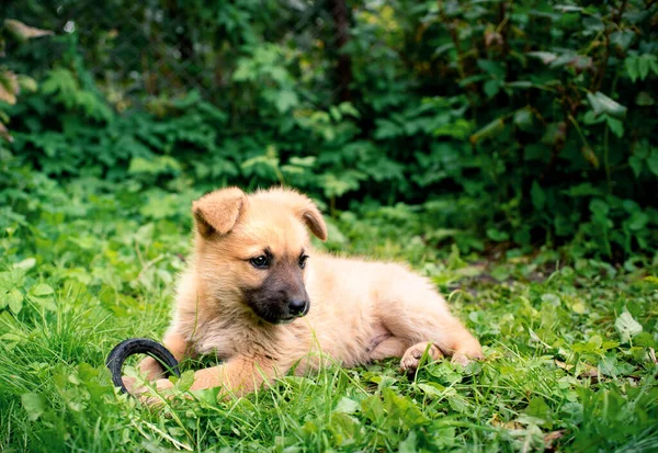 一只黄色的小狗躺在绿草中 背景是模糊的灌木丛 他才一个月大 这只狗很可爱 用爪子托着一个玩具 他把目光移开了高质量的照片 — 图库照片
