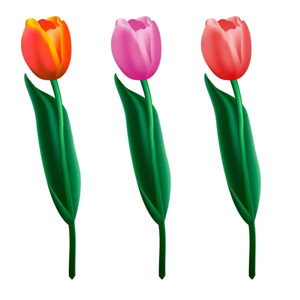 Цветные тюльпаны. Реалистичная векторная иллюстрация . — стоковый вектор