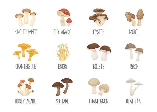 Vecteur Champignons Non Comestibles Comestibles Toxiques Ensemble Icônes Aux Champignons — Image vectorielle