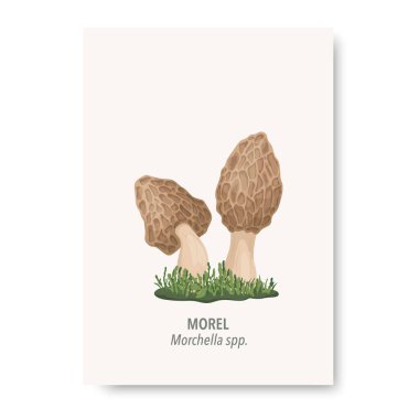 Vektör Morel Mantar Simgesi Beyaz 'da izole edildi. El Çizimi Çizimi Morel Çift Mantar Tasarım Şablonu, Clipart. Morchella spp. Mantar kümesi.