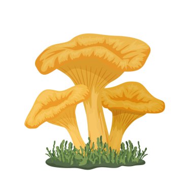 Meadow 'da Vektör Üç Chanterelle Mantarı. El Çizimi Sarı Chanterelle Mantar Seti izole edildi. Tasarım Şablonu, Clipart. Cantharellus Cibarius. Mantar Ailesi.