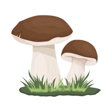 Vektör Bolete Mantarı, Beyaz 'da izole edildi. El Çizimi Çizimi Bolete, Porcini Mantarları. Tasarım Şablonu, Clipart. Leccinum Scabrum, Penny Bun. Mantar Çifti.