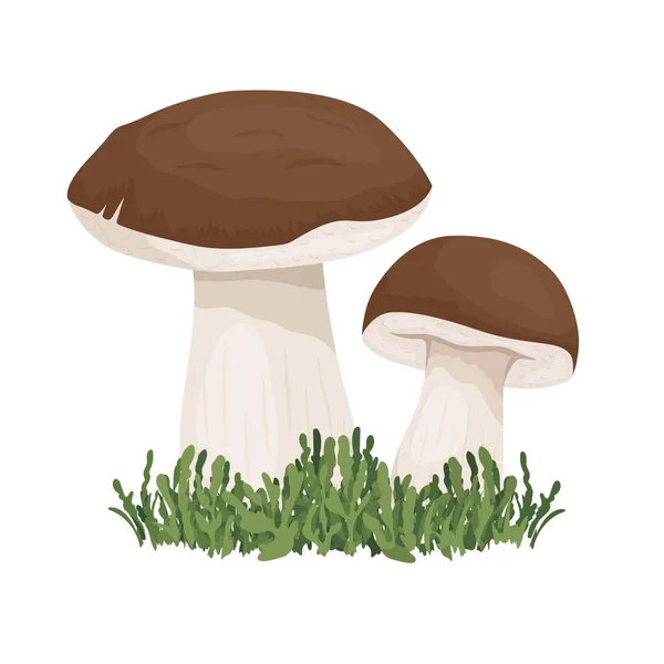 흰색에 고립된 Vector Bolete Mushroom Drawn Cartoon Bolete Porcini Mushroom — 스톡 벡터