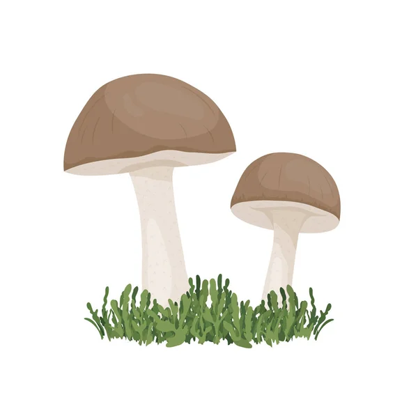 病媒Birch Mushroom在白色上被隔离了手绘卡通鸟 Porcini蘑菇 设计模板 Clipart Scabrum Penny Bun 蘑菇的伴侣 — 图库矢量图片