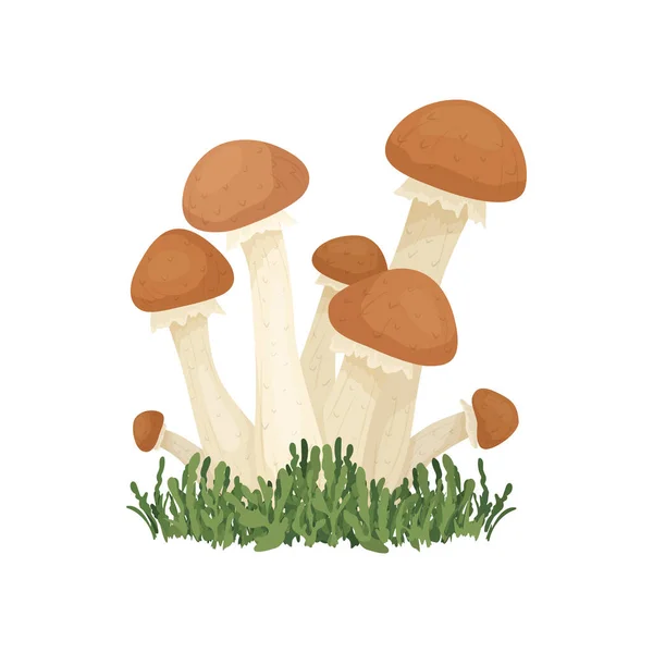 Fungo Agarico Miele Vettoriale Isolato Bianco Cartoon Honey Agaric Mushrooms — Vettoriale Stock