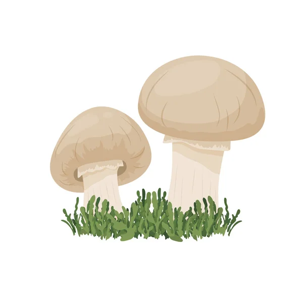 Vector Champignon Mushroom Set Isolated White Hand Drawn Cartoon Champignon —  Vetores de Stock