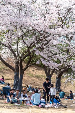 10 Nisan 2022 'de Güney Kore' deki Seul Olimpiyat Parkı 'nda çiçek açan kiraz ağaçları altında piknik yapan insanlar.