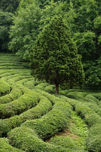 Tea Fields of Green Tea plantation in Boseong town in Jeollanamdo province of South Korea