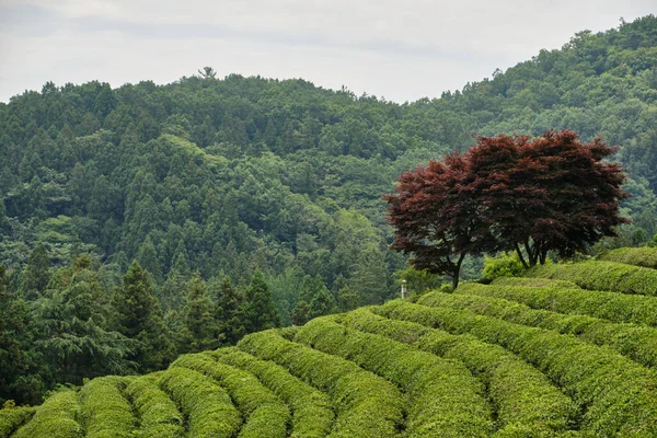 Tea Fields of Green Tea plantation in Boseong town in Jeollanamdo province of South Korea