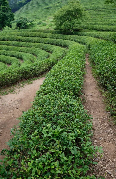 Tea Fields of Green Tea plantation in Boseong town in Jeollanamdo province of South Korea