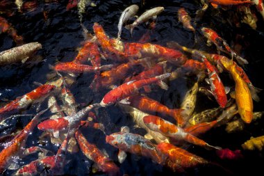 süslü sazan balık