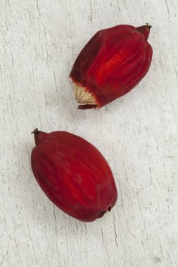 tembul fındık