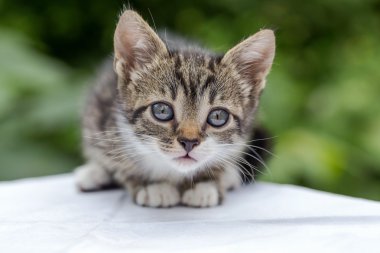 tabby yavru kedi - siyah-beyaz'ın yakın çekim portresi 