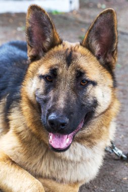 bir köpek, koyun kameraya bakarak üzgün yakın çekim portre