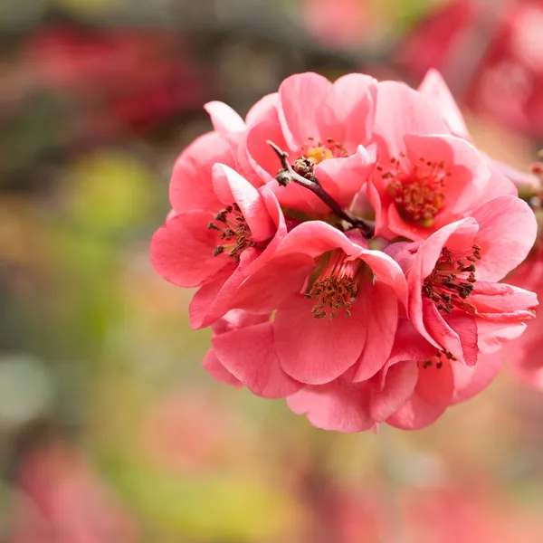 Красивий яскраво Червона квітка в повному розквіті (Сакура). Розмитий фокус — стокове фото