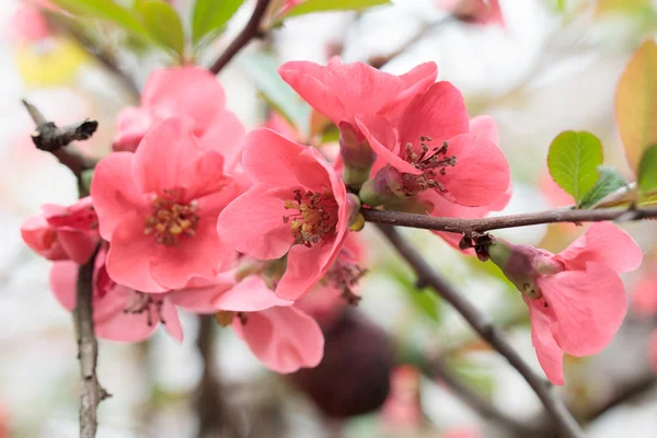 Bellissimo fiore di ciliegio rosa (Sakura) in piena fioritura. Focus morbido — Foto Stock