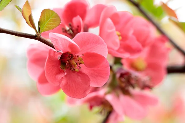 美しいピンクの桜 （さくら） 花の満開時。sof — ストック写真