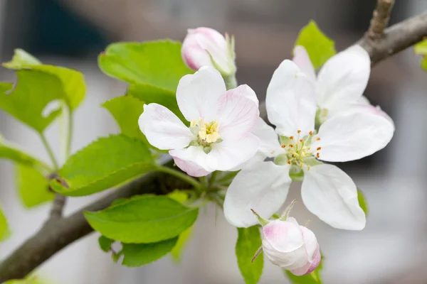 Flores de manzana en primavera sobre fondo blanco. Enfoque suave —  Fotos de Stock