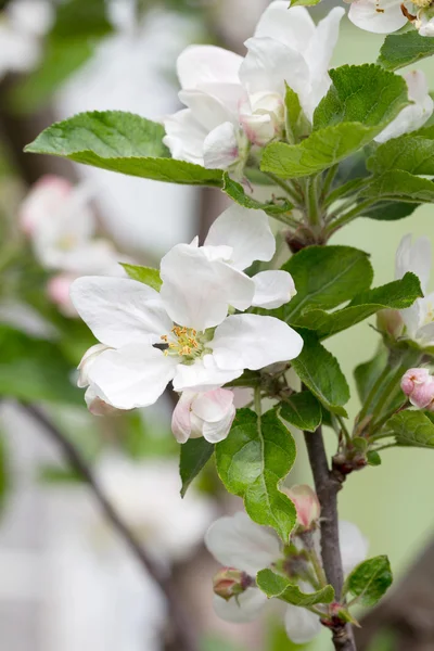 リンゴの花は春に白い背景の上。ソフト フォーカス — ストック写真