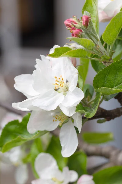 Flores de manzana en primavera sobre fondo blanco. Enfoque suave —  Fotos de Stock