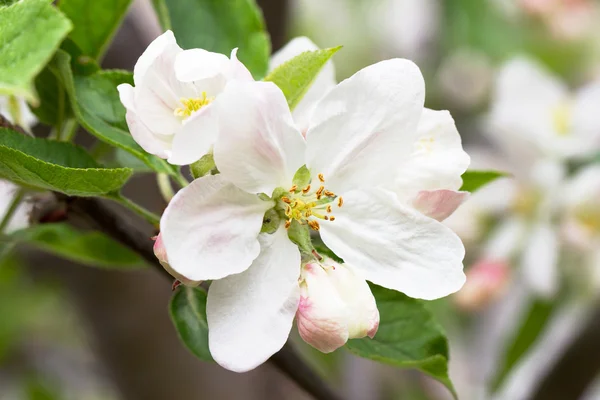 リンゴの花は春に白い背景の上。ソフト フォーカス — ストック写真