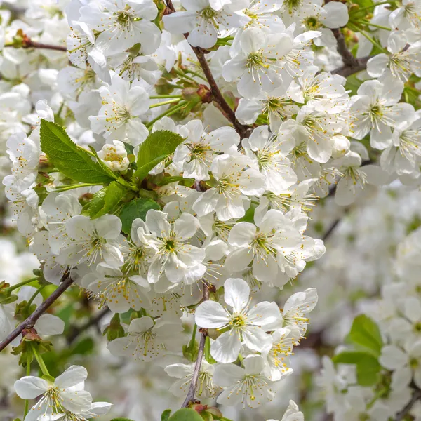 春のリンゴの花 — ストック写真