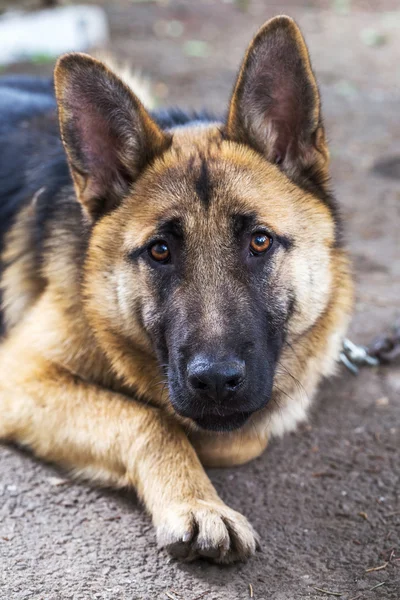 Närbild porträtt av en hund, fårhund sorgliga tittar på kameran — Stockfoto
