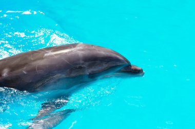 Yunuslarla Yüzme Havuzu yakın çekim