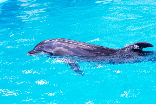 Delfines nadan en la piscina de cerca —  Fotos de Stock